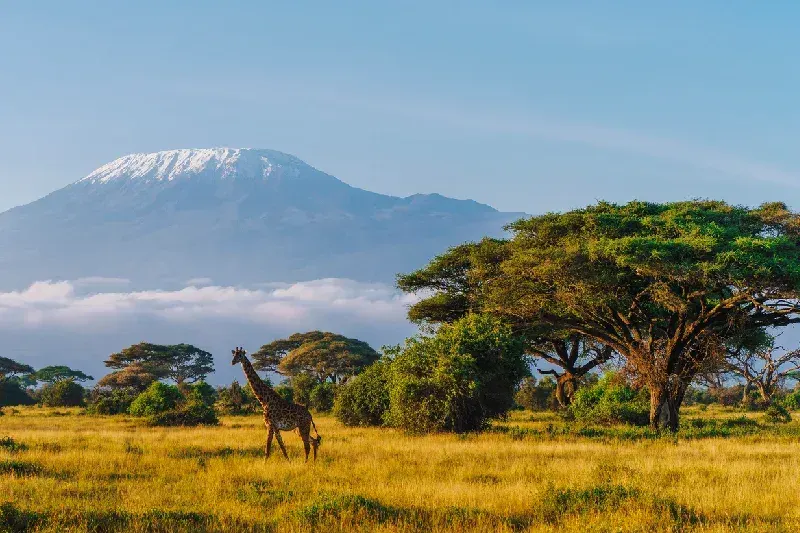 Giraffe in Amboseli National Reserve