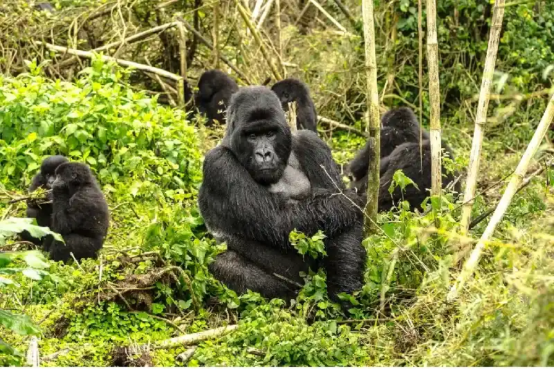 Gorilla in Volcanoes National Park, Rwanda