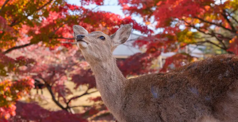 Cerva a Nara tra i fiori di ciliegio