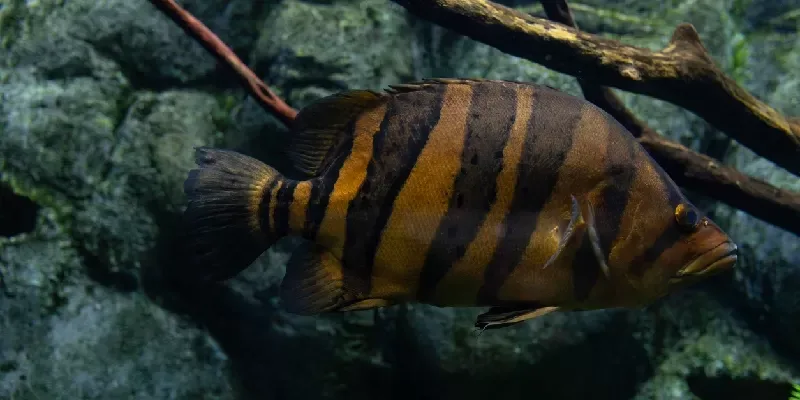 Datnioides undecimradiatus, conocido como perca tigre del Mekong, es una especie de pez de agua dulce perteneciente a la familia Lobotidae. Es endémico del Mekong medio y bajo.
