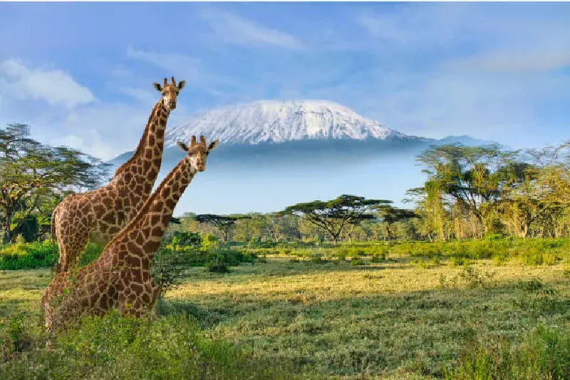 Giraffen grasen in der Savanne des Amboseli-Nationalparks mit dem Kilimandscharo im Hintergrund, Kenia
