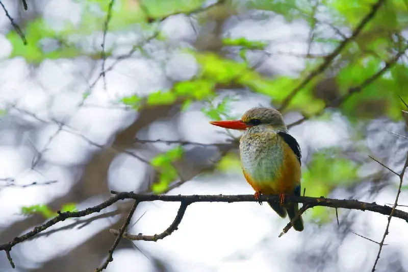Kingfisher on Branch – Lake Manyara