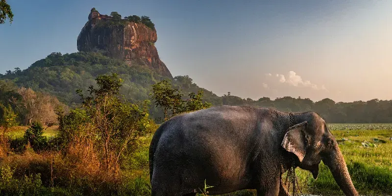 Elefante de Sri Lanka con la Roca de Sigiriya al fondo.