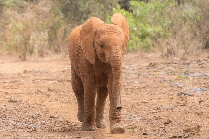 Elephants in David Sheldrick Wildlife Trust