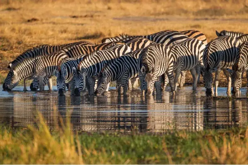 Zebras in Lake Manyara