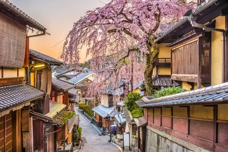 cerejeira-florida-ao-entardecer-sobre-casas-tradicionais-japonesas-em-quioto