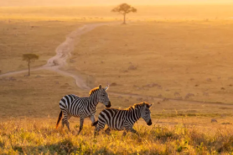 Masai Mara National Reserve, Kenia