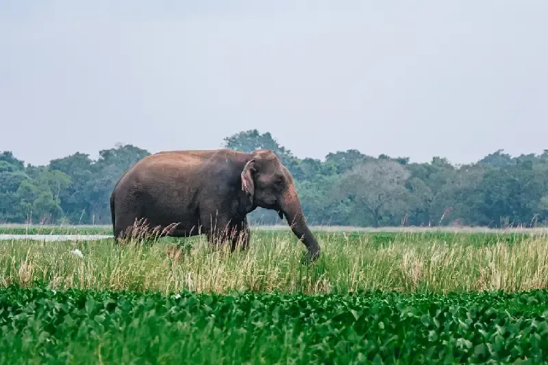 Elephant eating tall grasses in Polonnaruwa