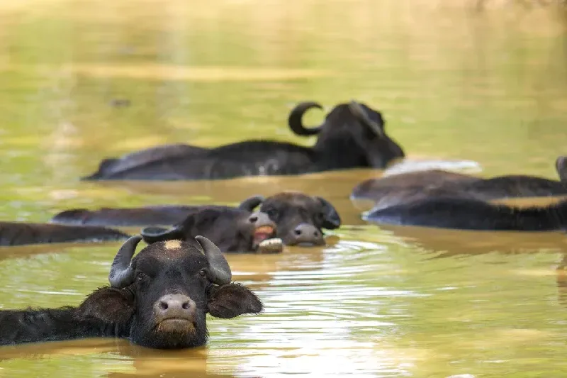 Buffalos in Udawalawe National Park