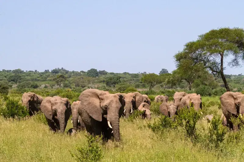 Herd of elephants from Tarangire National Park
