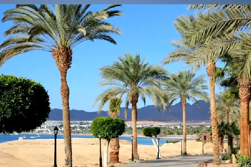 Ein palmengesäumter Weg führt durch eine tropische Landschaft hin zu einem Sandstrand und türkisfarbenem Meer, mit einer Küstenstadt und Bergen im Hintergrund