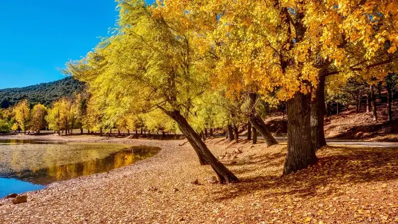 lago-no-parque-nacional-de-ifrane-no-outono-com-arvores-de-folhas-douradas-e-amarelas-refletidas-na-agua