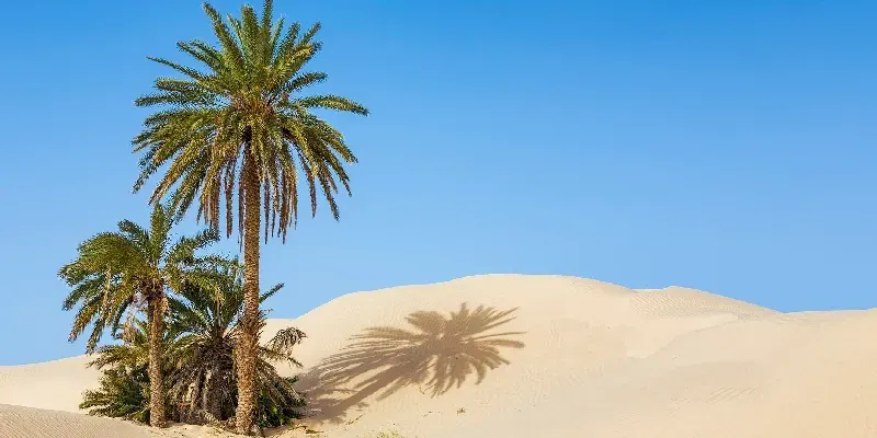 Dunas de arena cerca de Douz, en Túnez, la puerta de entrada al Sáhara.