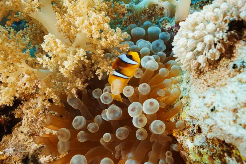 Snorkeling trip from Port Ghalib Marina Snorkeling trip from Port Ghalib Marina
