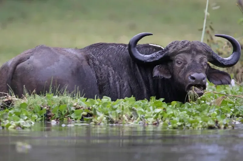 Cape Buffalo in Lake Naivasha