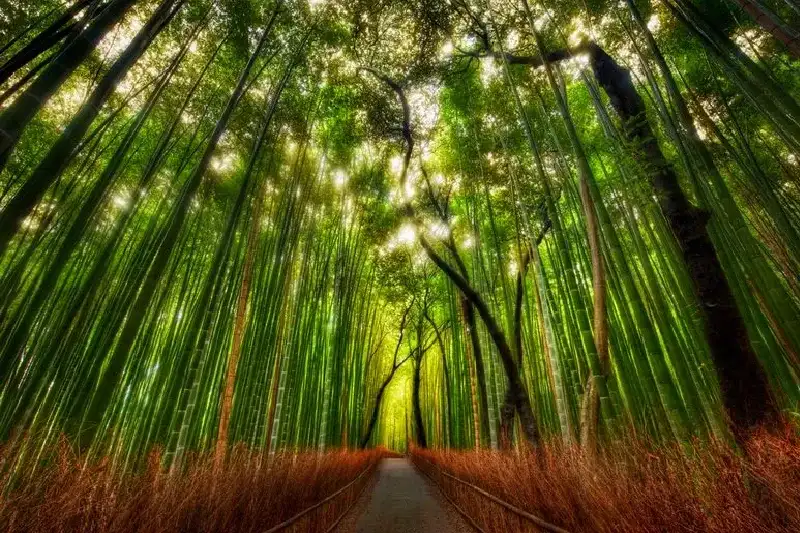 Sagano-Bambuswald, Arashiyama, Japan – der klingende Wald
