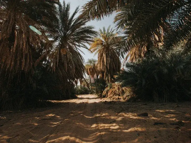 Wadi Al Disah: Guía del Valle Más Bello de Arabia Saudita