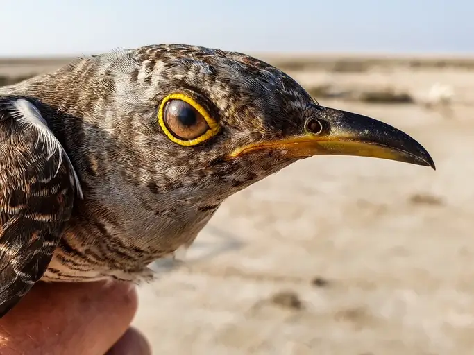 Barr Al Hikman | Barr Al hikman Oman | Barr Al Hikman Islands