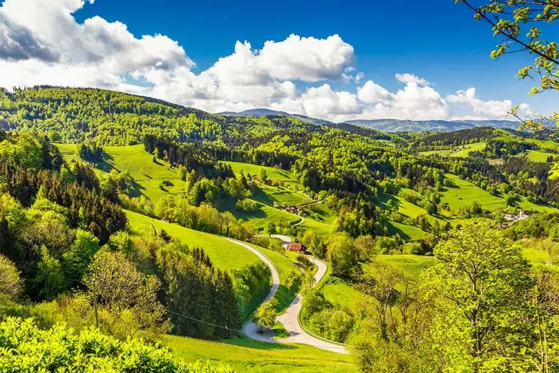 foreste più grandi del mondo