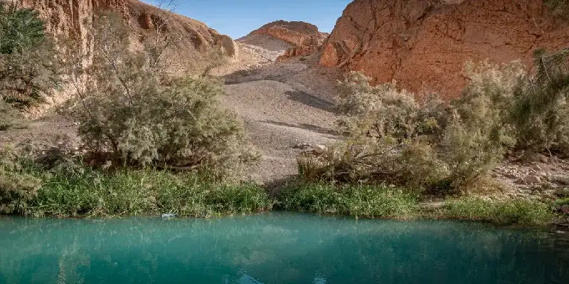 Oasis en medio del desierto del Sahara, cerca de la ciudad de Tozeur, Túnez.