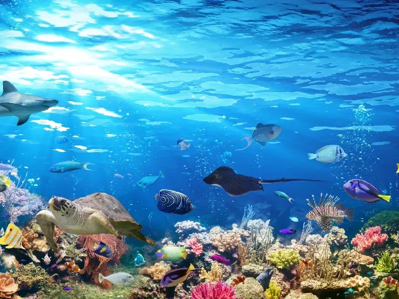 Acuario de Fakieh en Yeda: Guía Completa | Horarios y Tips