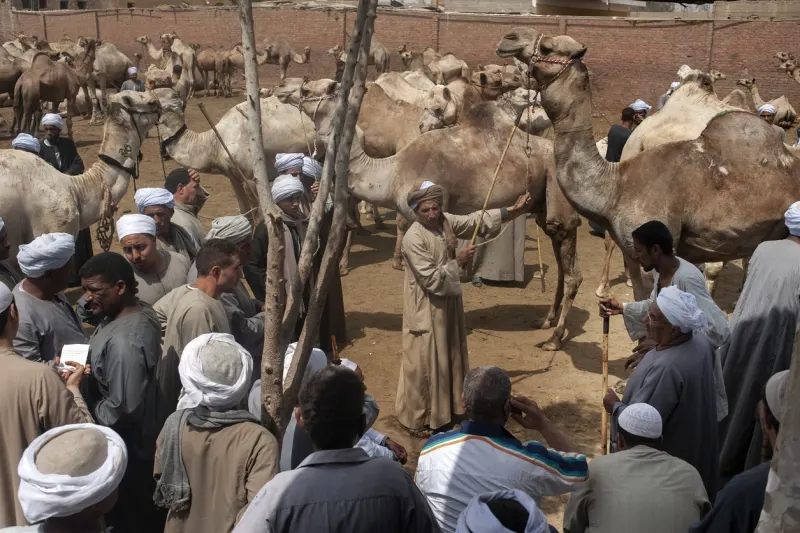 Birqash Camel Market Cairo, Birqash Camel Market