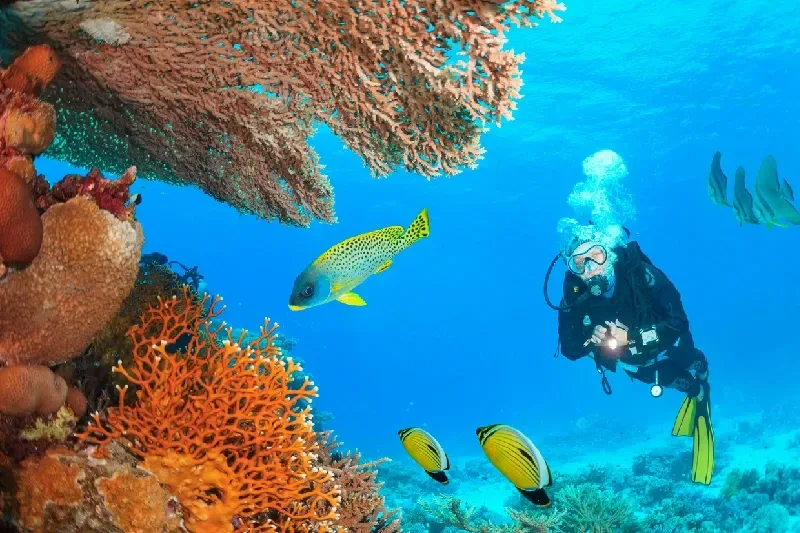 Taucher mit Lampe zwischen bunten Korallenriffen und tropischen Fischen im klaren blauen Meer.