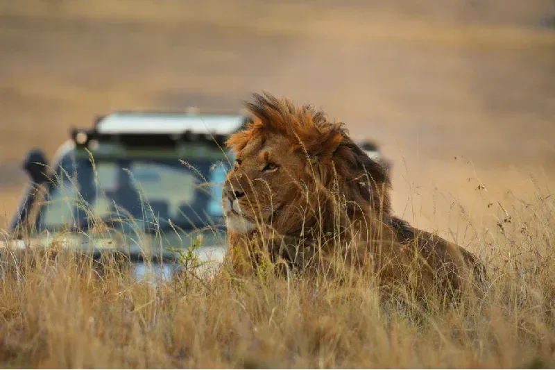 Lions in Maasai Mara National Reserve 