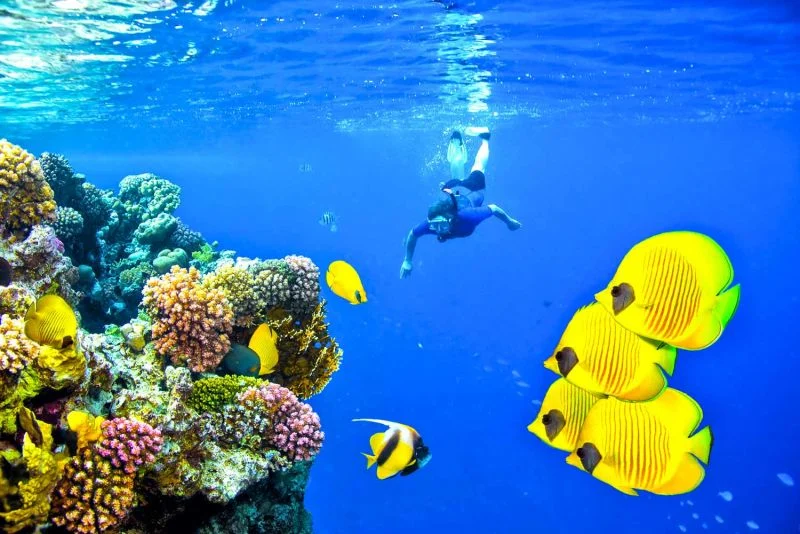 El Mar rojo en Dahab