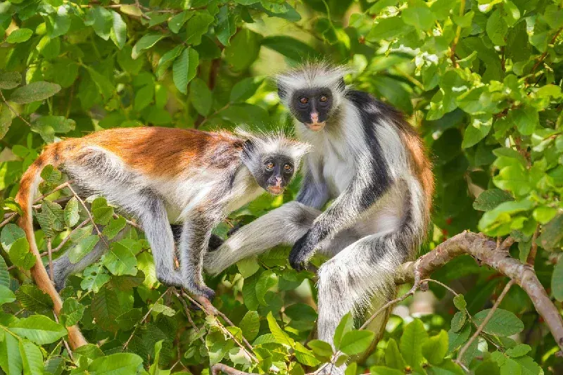 Two red Colobuse Monkey in Jozani Chwaka Bay National Park