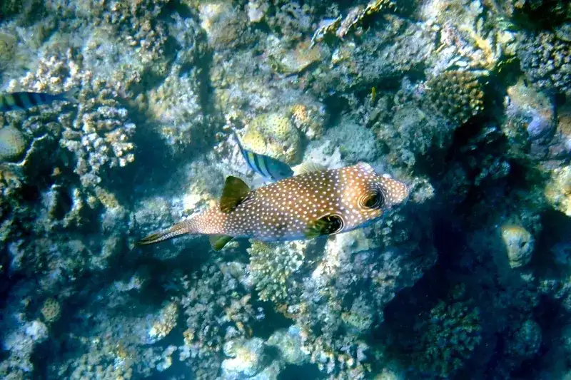 Coloratissima barriera corallina rossa 