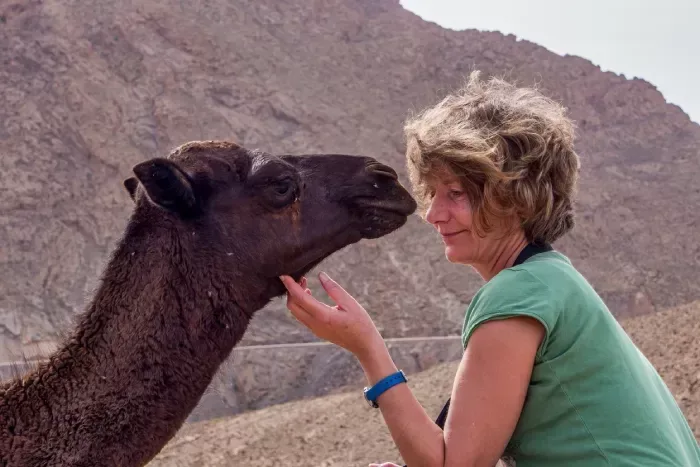 A tourist girl cuddling up to a dromedary in the Sahara desert between Midelt and Erfoud