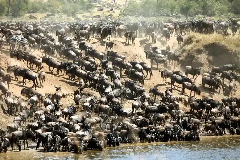 Great migration of wildebeest, Masai Mara