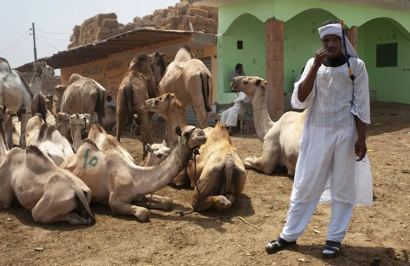Birqash Camel Market Cairo, Birqash Camel Market