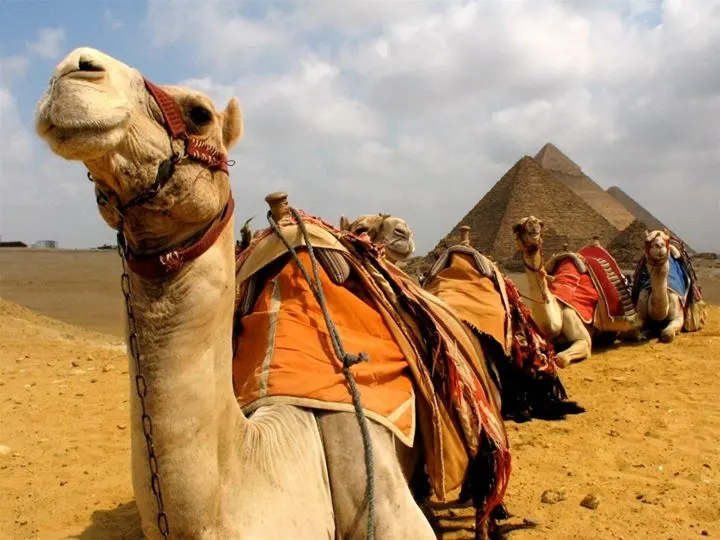 Camel Ride around Giza Pyramids | Pyramids of Giza Tour | Cairo Day Trips Camel Ride around Giza Pyramids | Pyramids of Giza Tour | Cairo Day Trips