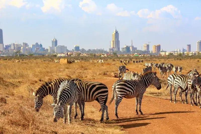 Zebras in Nairobi National Park
