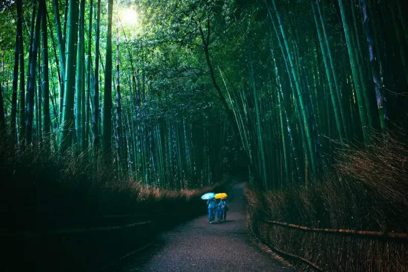 Familia con paraguas visitando un bosque de bambú en Kioto en un día oscuro y lluvioso.