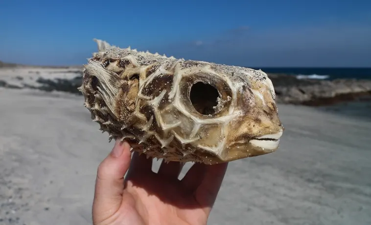 Masirah Islands | Al Masirah Oman | Masirah Island in Oman