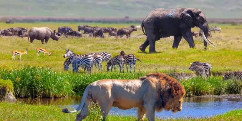 Rhino, Springboks, zebra, Elephant and lion in Serengeti National Park, Tanzania