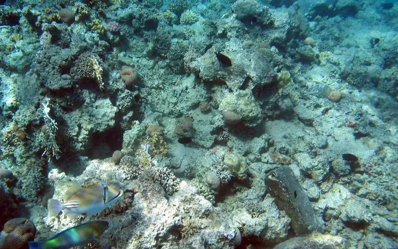 Snorkelling in Sharm El Naga