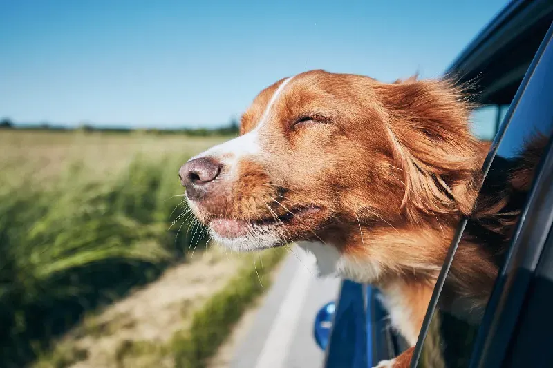 Hund reist im Auto während einer Fahrt