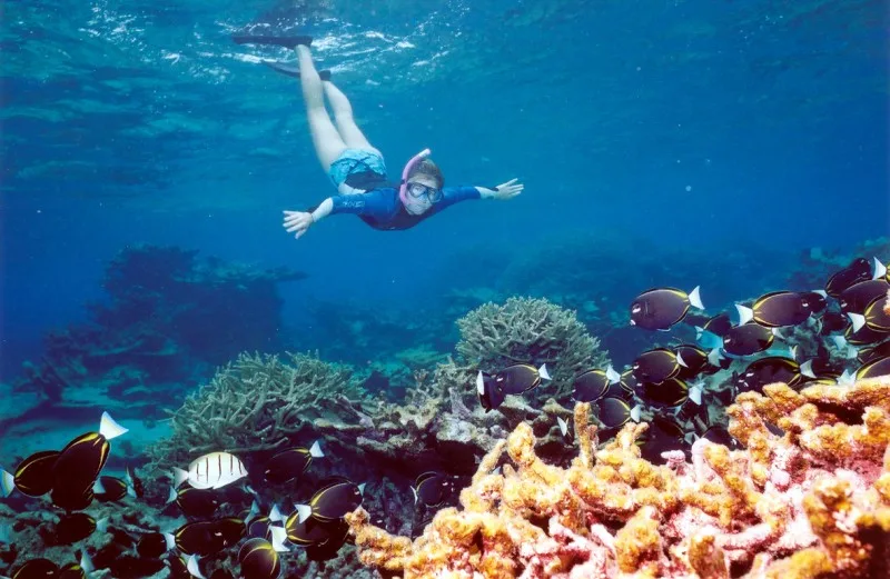 Colourful Coral Reef in Red Sea Colourful Coral Reef in Red Sea