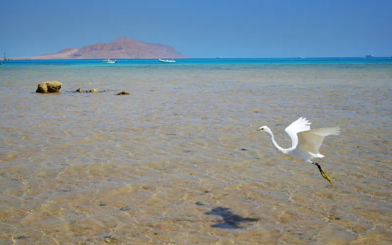 Tiran Island, Egypt