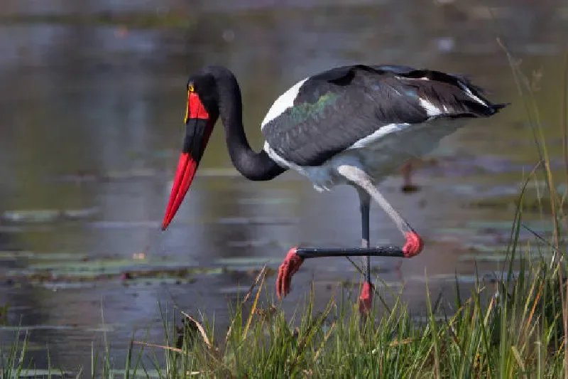 South Luangwa National Park, Sambia
