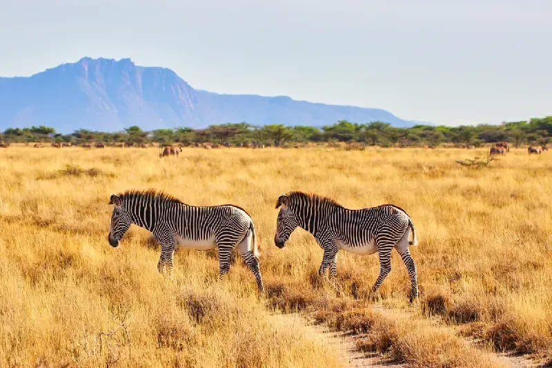 Zebras in Samburu National Reserve