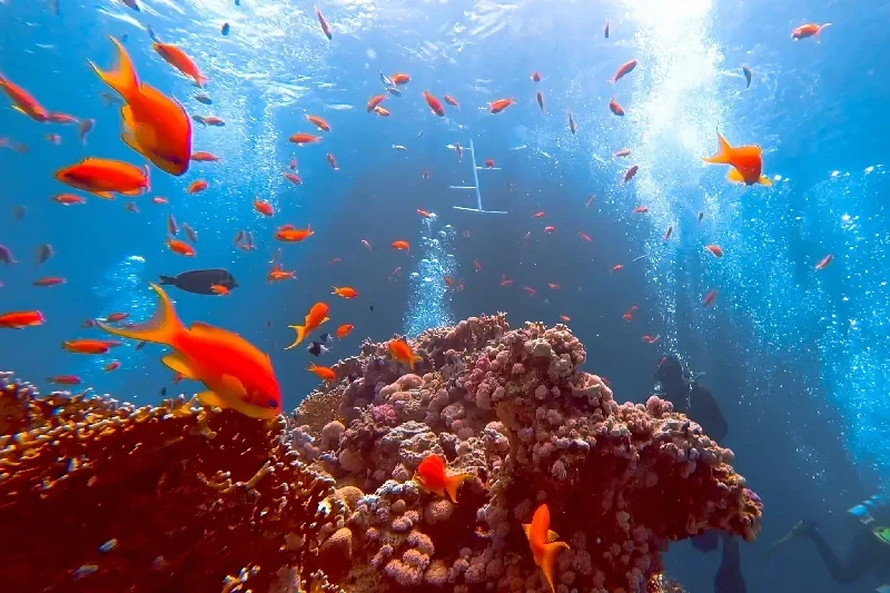 Bunte Korallenriffe mit Schwärmen orangefarbener Anthias-Fische, Luftblasen und einem Taucher im Hintergrund im klaren blauen Wasser.