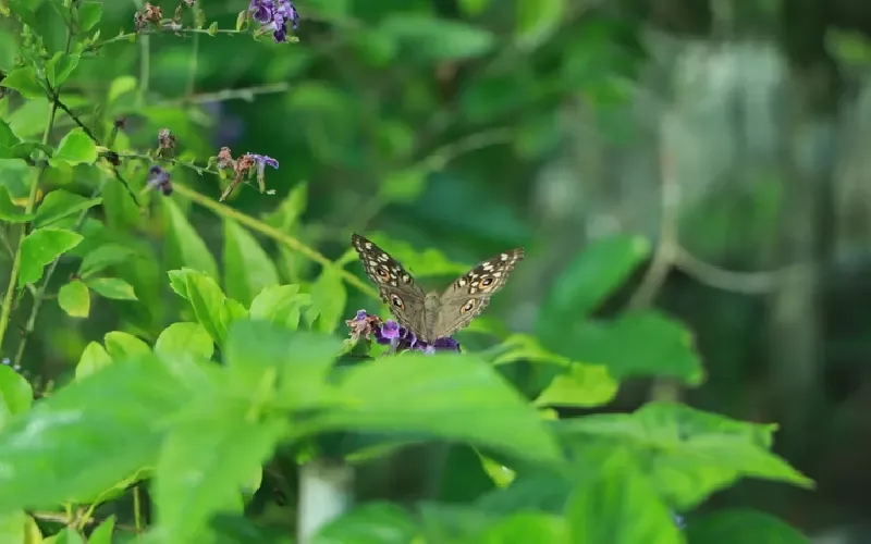 Valle delle Farfalle Turchia