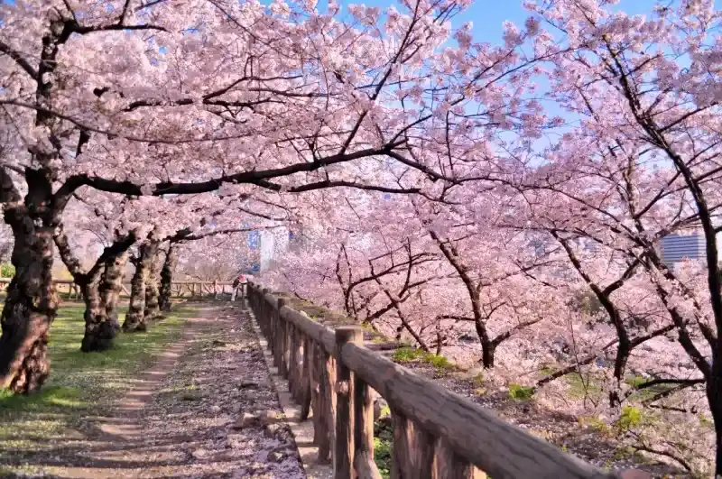 cerejeiras-em-flor-sakura-as-margens-do-rio-em-osaka-japao