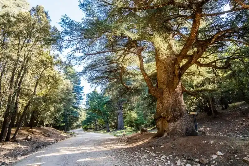 Città di Ifrane, Cosa Vede ad Ifrane in Marocco 