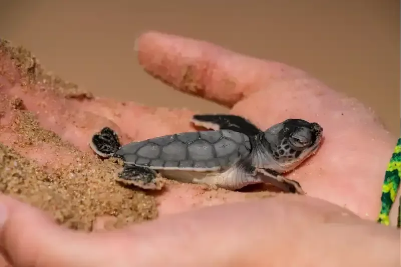 ras al jinz oman, ras al jinz oman